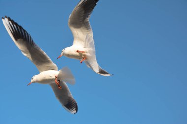 Açık mavi gökyüzünde süzülen iki martı.