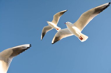 Mavi gökyüzünde süzülen martılar. 