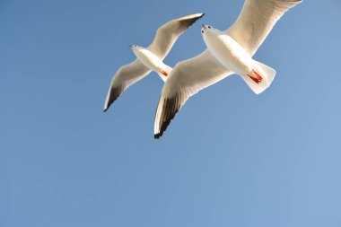 Mavi gökyüzünde süzülen iki martı. 