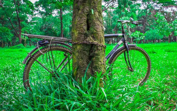 Een Eenzame Fiets Naast Boom Nam Deze Foto Augustus 2018 — Stockfoto