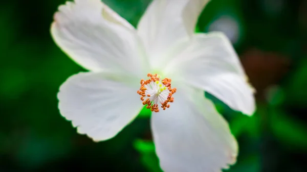 Una Bonita Flor Con Fondo Verde Capturé Esta Imagen Agosto —  Fotos de Stock