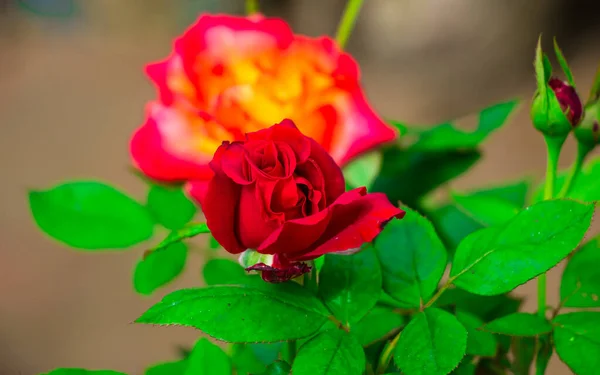 Flores Rosas Jardín Capturé Esta Imagen Agosto 2018 Desde Dhaka —  Fotos de Stock