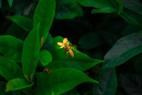 Una Hermosa Mariposa Sienta Hoja Verde Capturé Esta Imagen Agosto —  Fotos de Stock