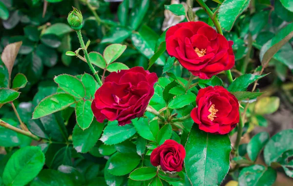 Flor Rosa Con Fondo Verde Capturé Esta Imagen Agosto 2018 —  Fotos de Stock