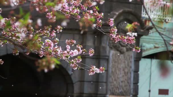 Fleurs florissantes d'arbre de printemps — Video