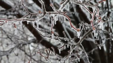 buz fırtınası, ağaç üzerinde buzlanma saçağı