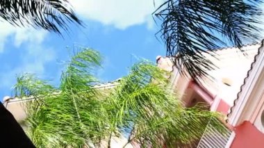 palmiye ağacı mavi gökyüzü