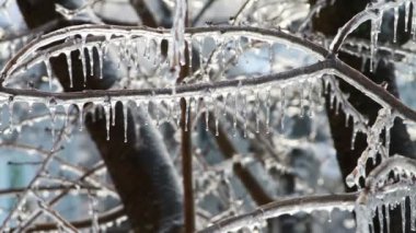 buz fırtınası, ağaç üzerinde buzlanma saçağı