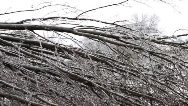 Ice Storm, Icing On Tree, Icicle — Stok Video