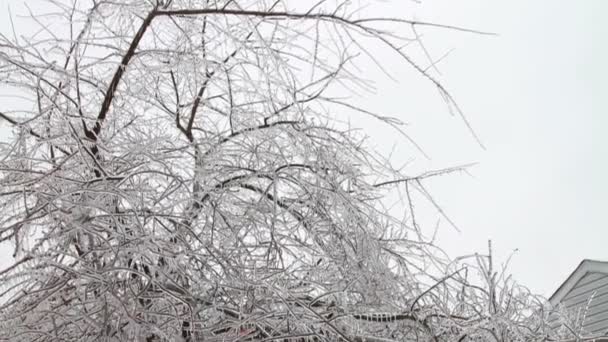 Ice storm, isbildning på träd, istapp — Stockvideo