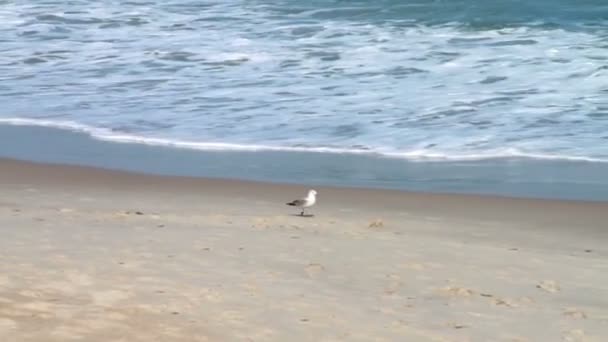 Seagull op strand — Stockvideo