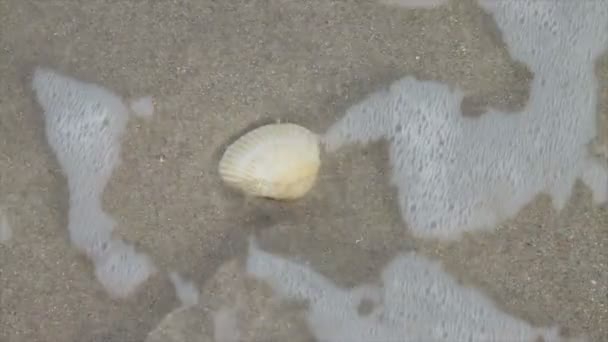 Seashell At Beach — Stock Video