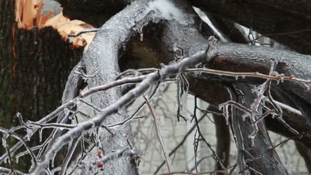 Tempête de verglas, Cerise sur l'arbre, Glace 