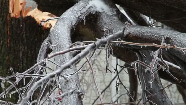 Ice storm, ijsvorming op boom, ijskegel — Stockvideo