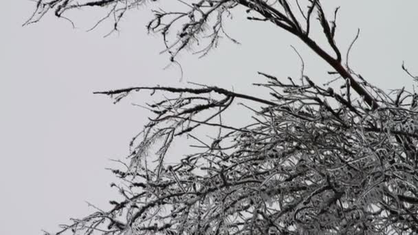 Tormenta de hielo, Hielo en el árbol, Icicle — Vídeos de Stock