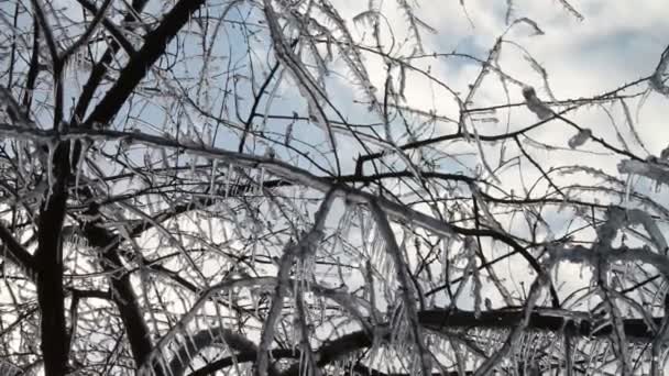 Tormenta de hielo, Hielo en el árbol, Icicle — Vídeos de Stock