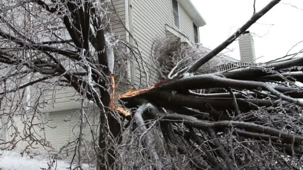 Ice Storm, Icing On Tree, Icicle — Stok Video