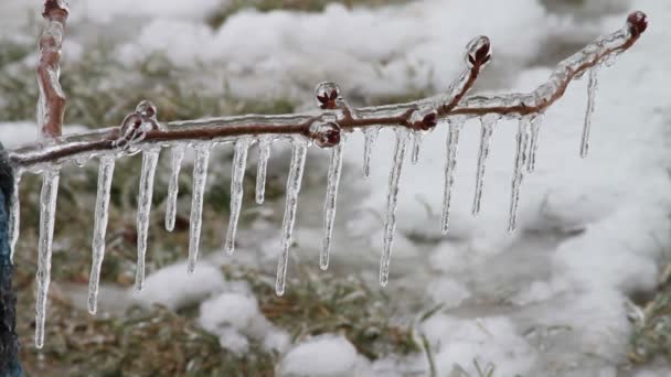 Ice Storm, Icing On Tree, Icicle — Stock Video