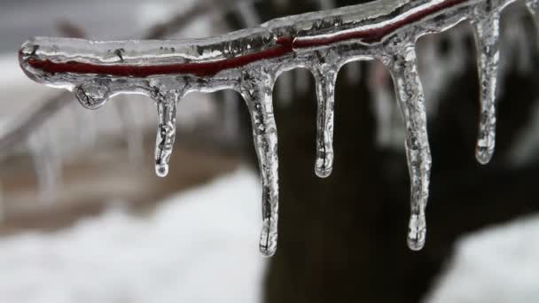 Ice Storm, Icing On Tree, Icicle — Stock Video