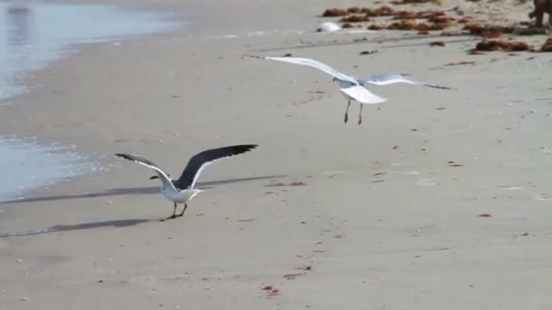 Seagull Flying — Stock Video