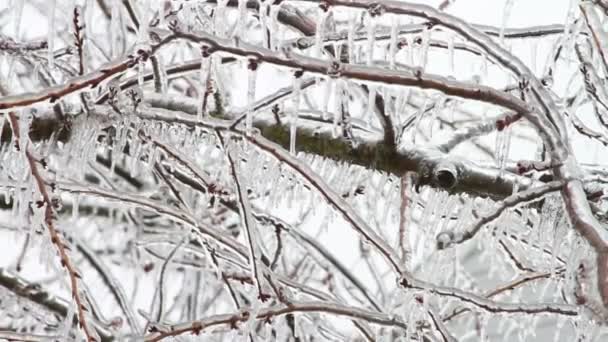 Eissturm, Sahnehäubchen auf Baum, Eiszapfen — Stockvideo
