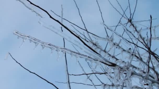 Eissturm, Sahnehäubchen auf Baum, Eiszapfen — Stockvideo