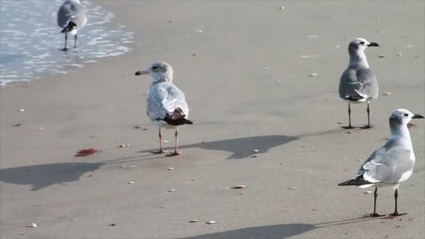 Чайки на пляже — стоковое видео