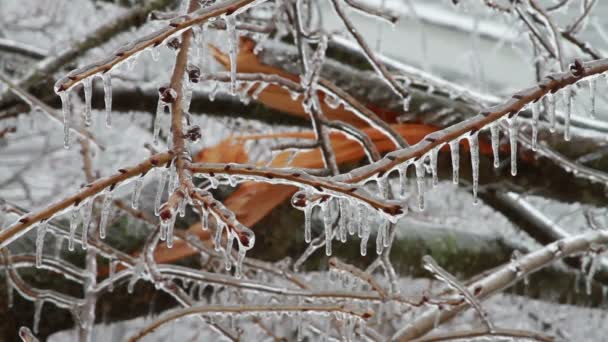 Eissturm, Sahnehäubchen auf Baum, Eiszapfen — Stockvideo