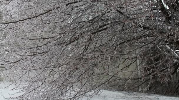 Eissturm, Sahnehäubchen auf Baum, Eiszapfen — Stockvideo