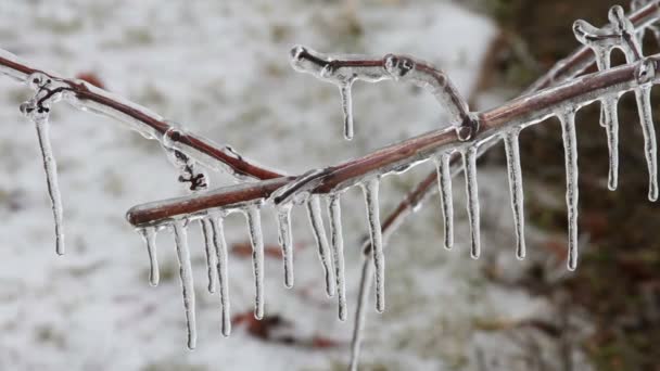 Ice Storm, Icing On Tree, Icicle — Stock Video