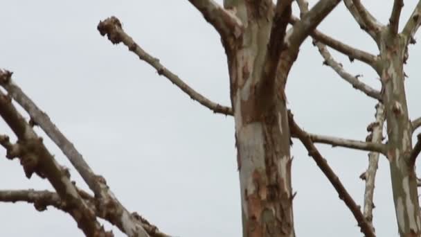 曇りの日に興味深いツリー — ストック動画
