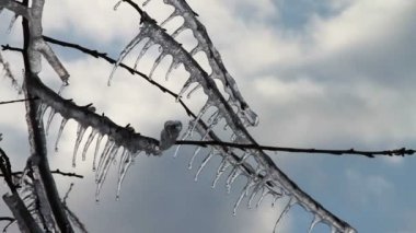 Ağaç üzerine krema