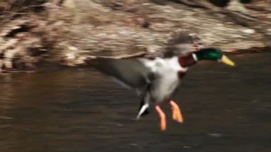 ördekler niteliğine