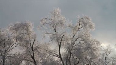 Ağaç üzerine krema