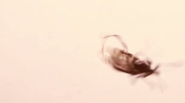 Hata Trying to Get öğreniyor leş gibi kokuyorsun