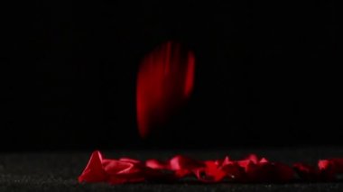 gül yaprakları yere