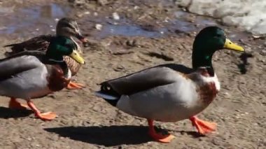 ördekler niteliğine