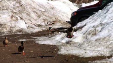 Uçan ve nehir kenarında açılış ördek