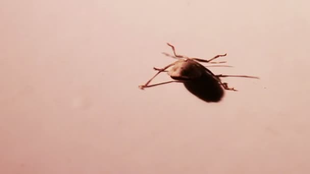 Stink Bug Trying to Get on its Feet — Stockvideo