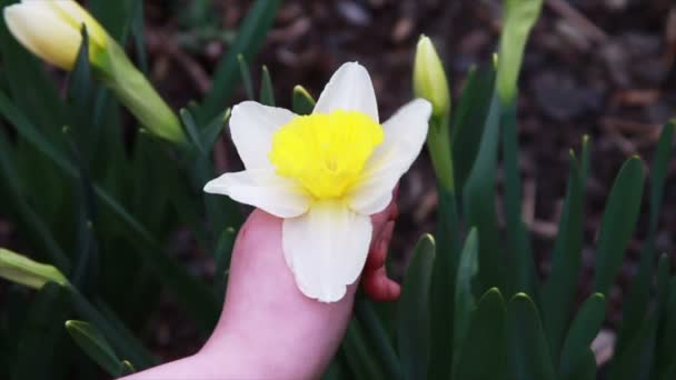 Flor amarela sendo realizada por criança — Vídeo de Stock