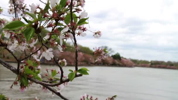 Flores de cerejeira — Vídeo de Stock