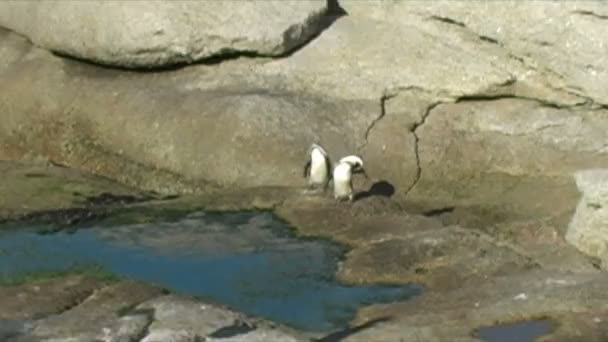 Pingouins sur les rochers par l'océan — Video