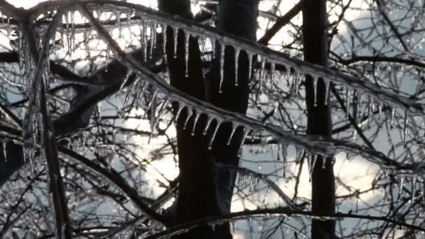 Hielo en el árbol — Vídeos de Stock