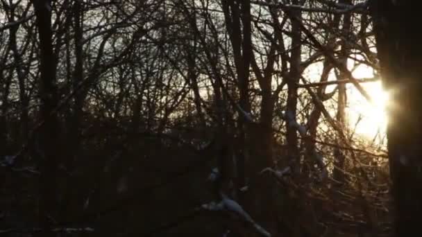 Neige fraîche dans la forêt — Video