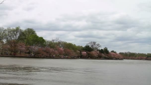 Pessoas olhando para Cherry Blossoms — Vídeo de Stock