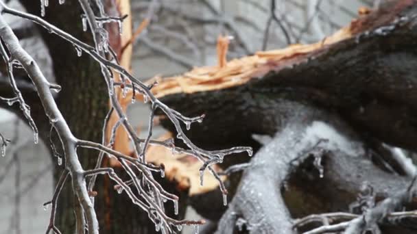 Eiszapfen schmilzt auf umgestürztem Baum — Stockvideo