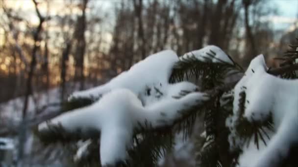 Nieve fresca en el bosque — Vídeos de Stock