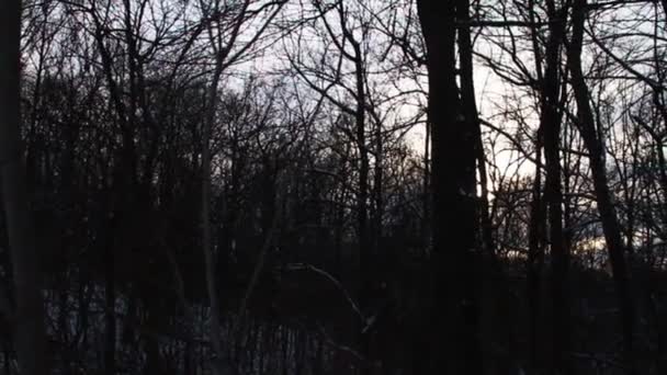 Neige fraîche dans la forêt — Video