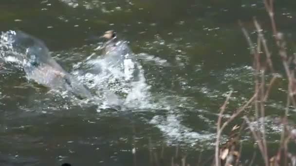 Canards volant et atterrissant dans la rivière 