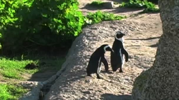 Penguins on Rocks by Ocean — Stock Video